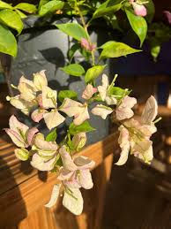 WAJID BUTTERFLY / GEISHA (Grafted)