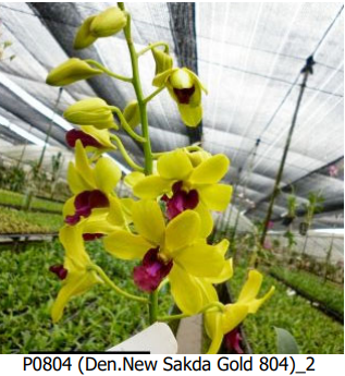 Den.New Sakda Gold 804