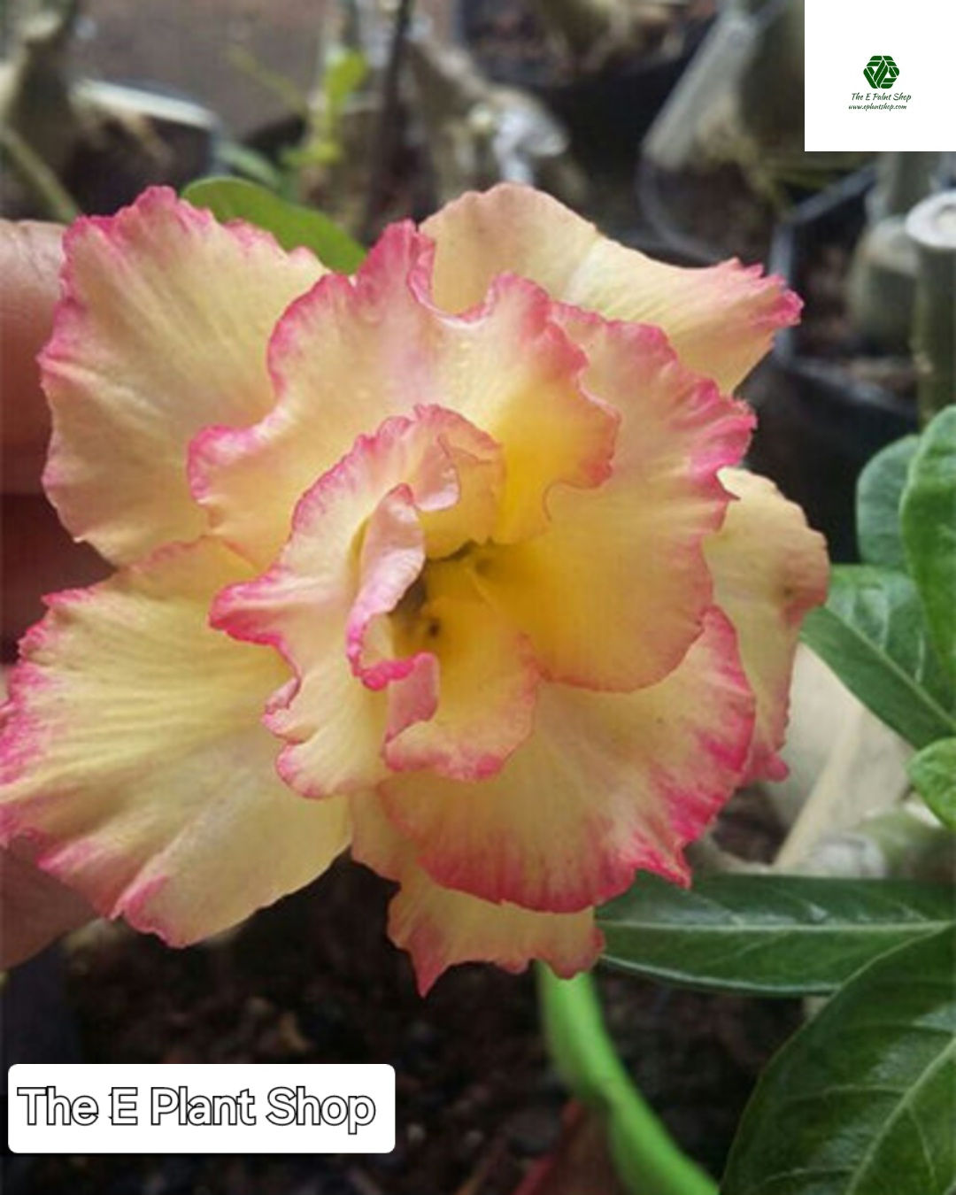 Adenium Siam D Bride Code