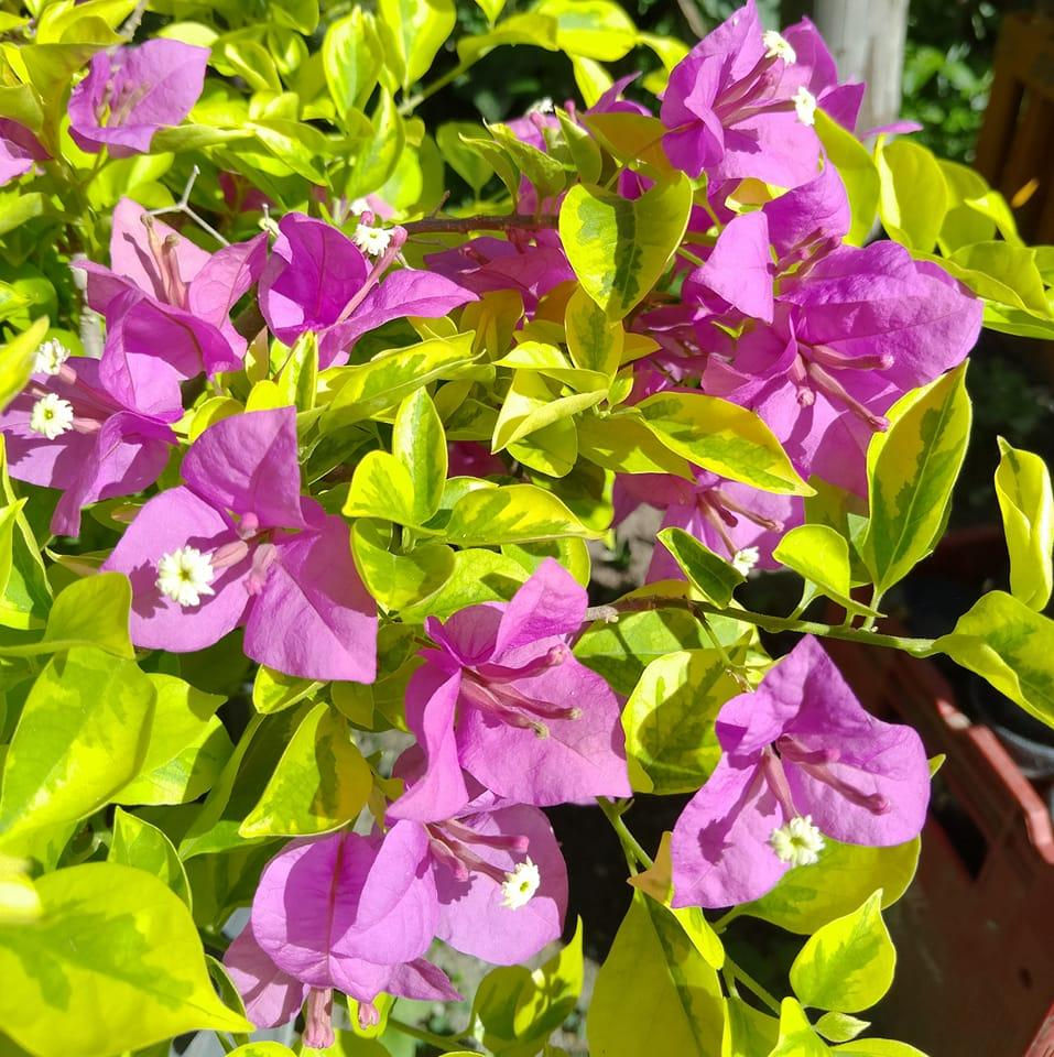 GOLDEN MOUVE (Grafted)