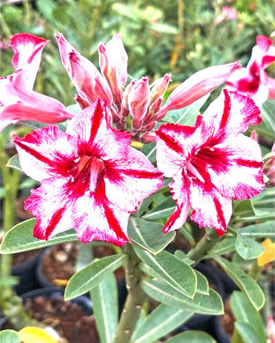 Adenium Siam Coffee Red SS
