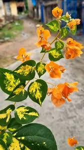 THIMMA YELLOW (Grafted)