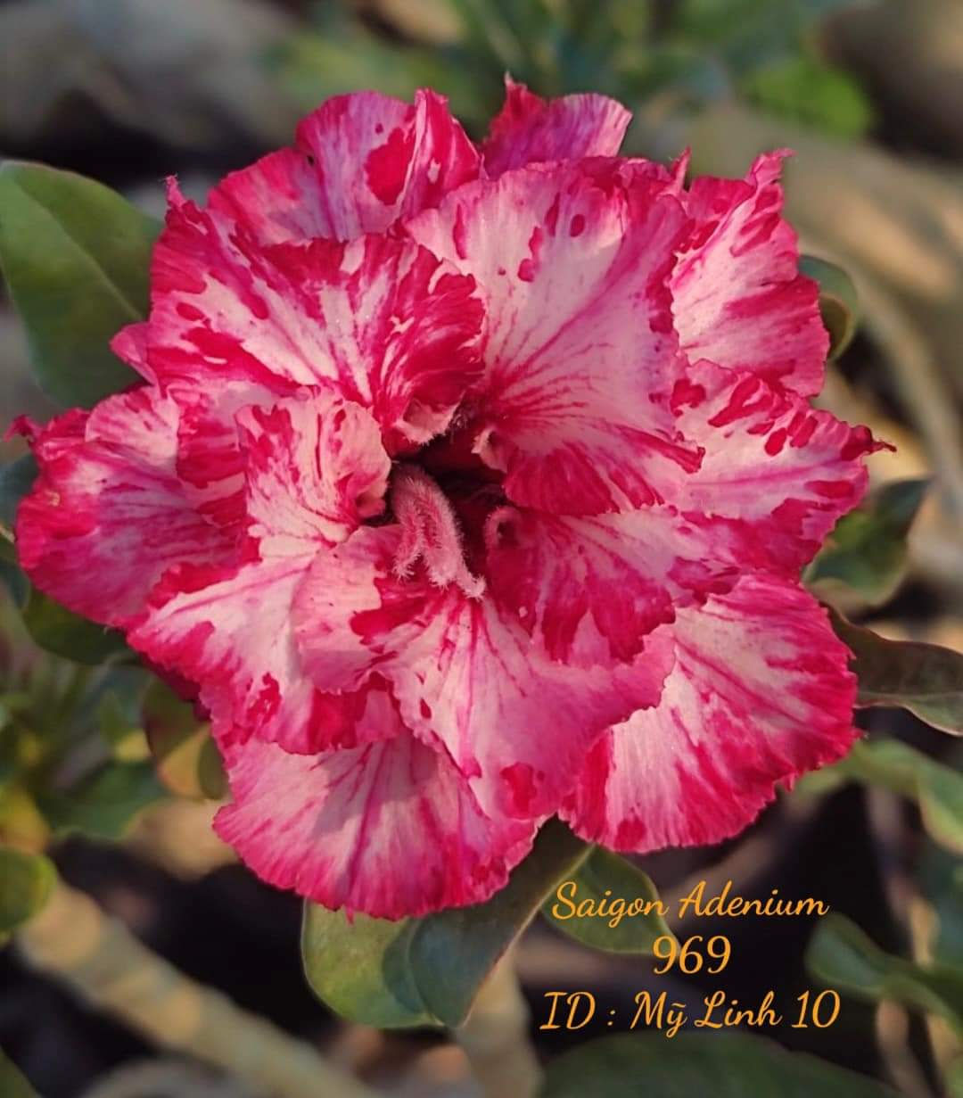 Adenium Saigon My Linh 10