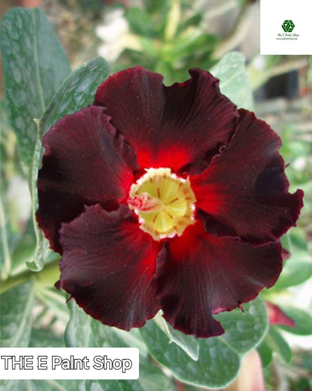 Adenium Siam Dark Lark