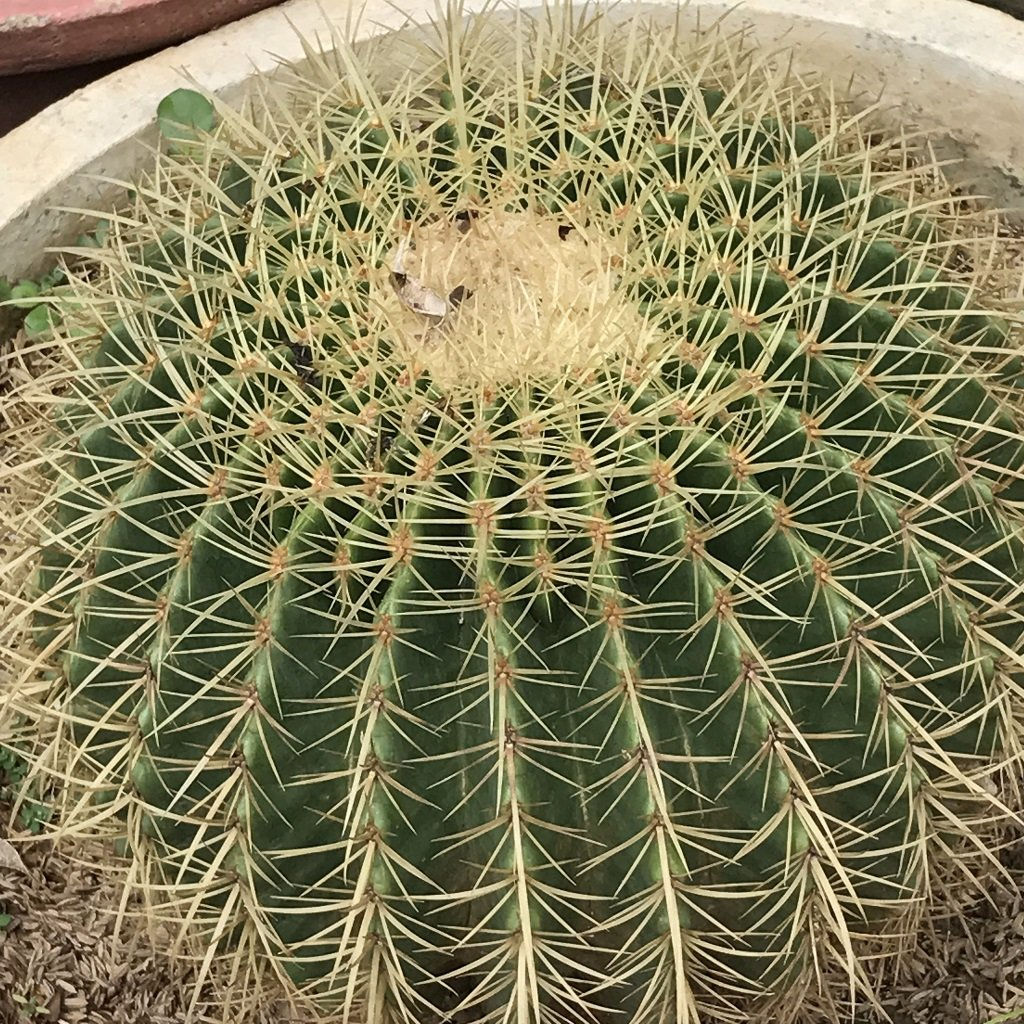Echinocactus Grusonii Brevispinus