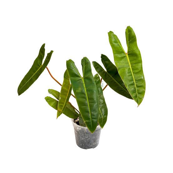 Philodendron Billietiae