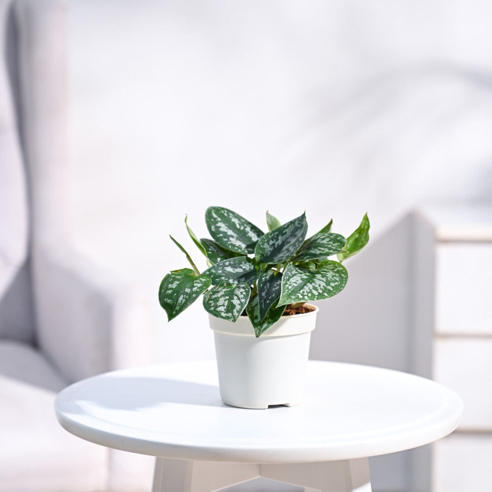 Satin Pothos