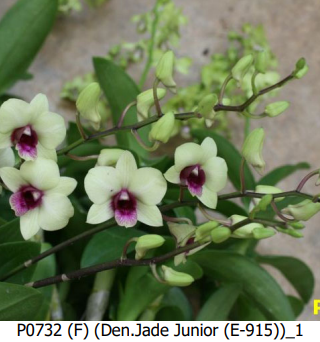 Den.Jade Junior