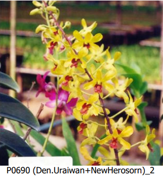 Den.Uraiwan+NewHerosorn