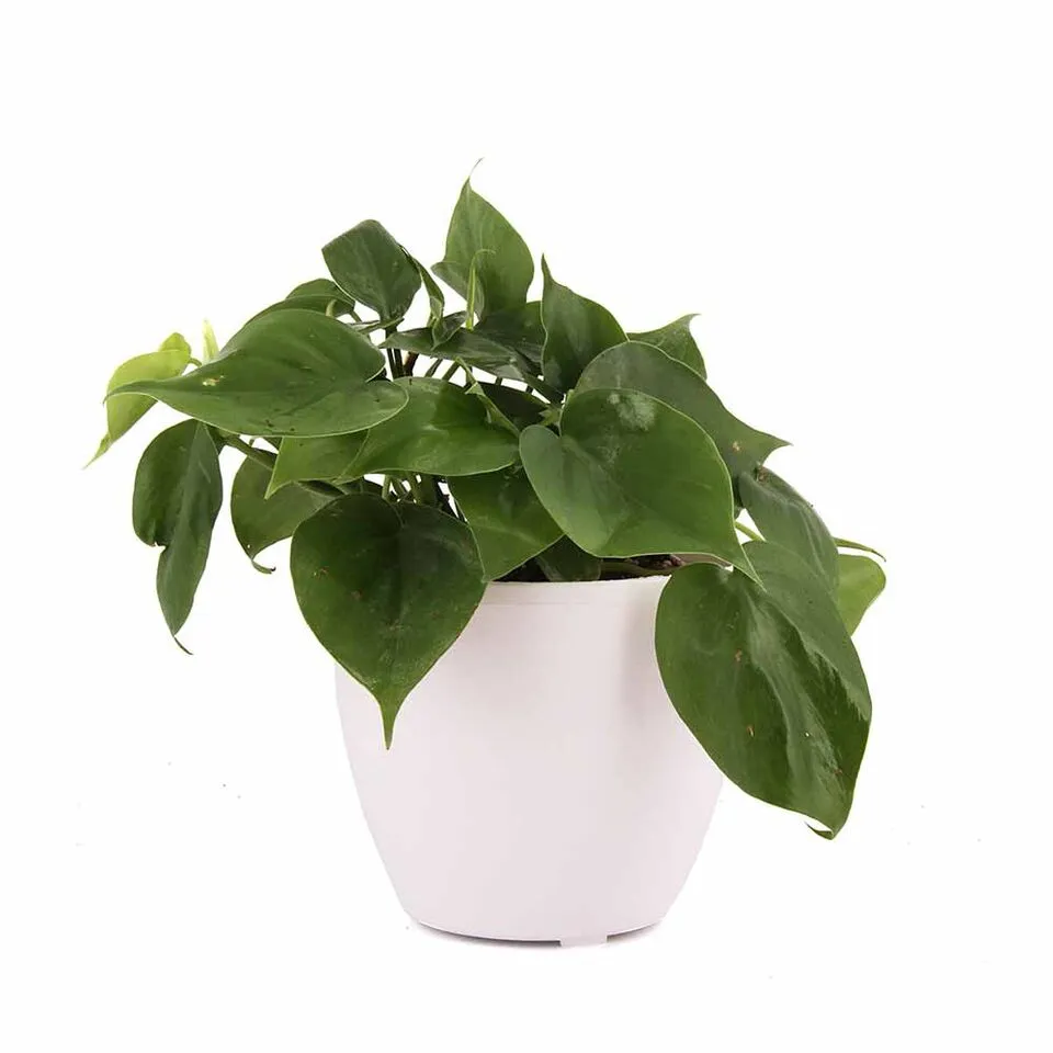 Philodendron Oxycardium Green