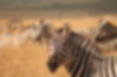 Zebra's in Maasai Mara