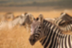 Zebra's in Maasai Mara