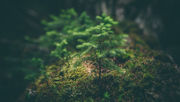 Livingheart: personal and planetary health begin with your daily practice.