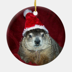 A Groundhog Day Musing during Advent