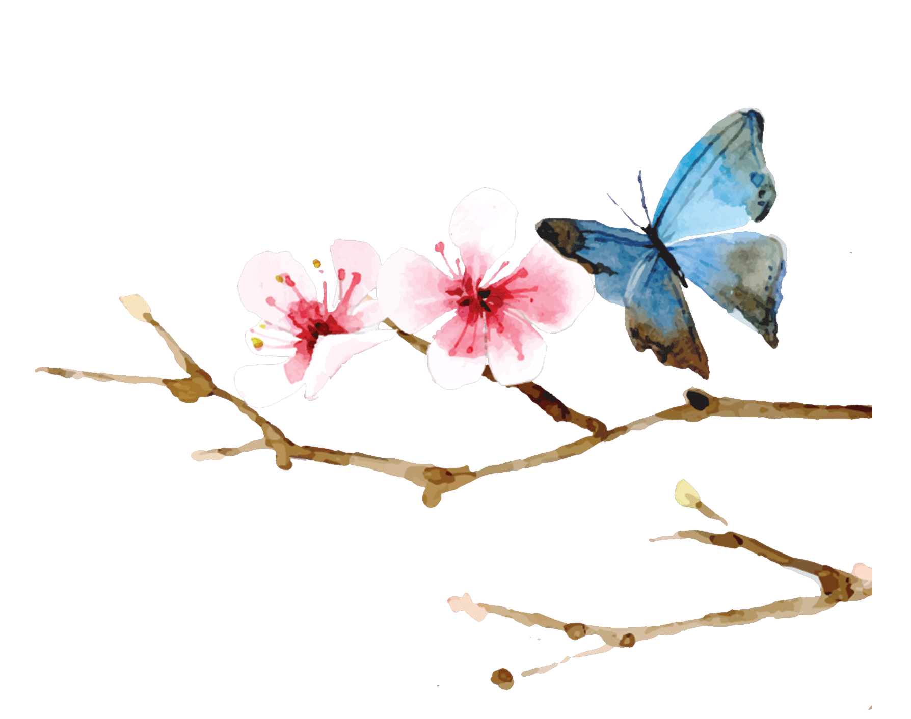 butterfly blosso