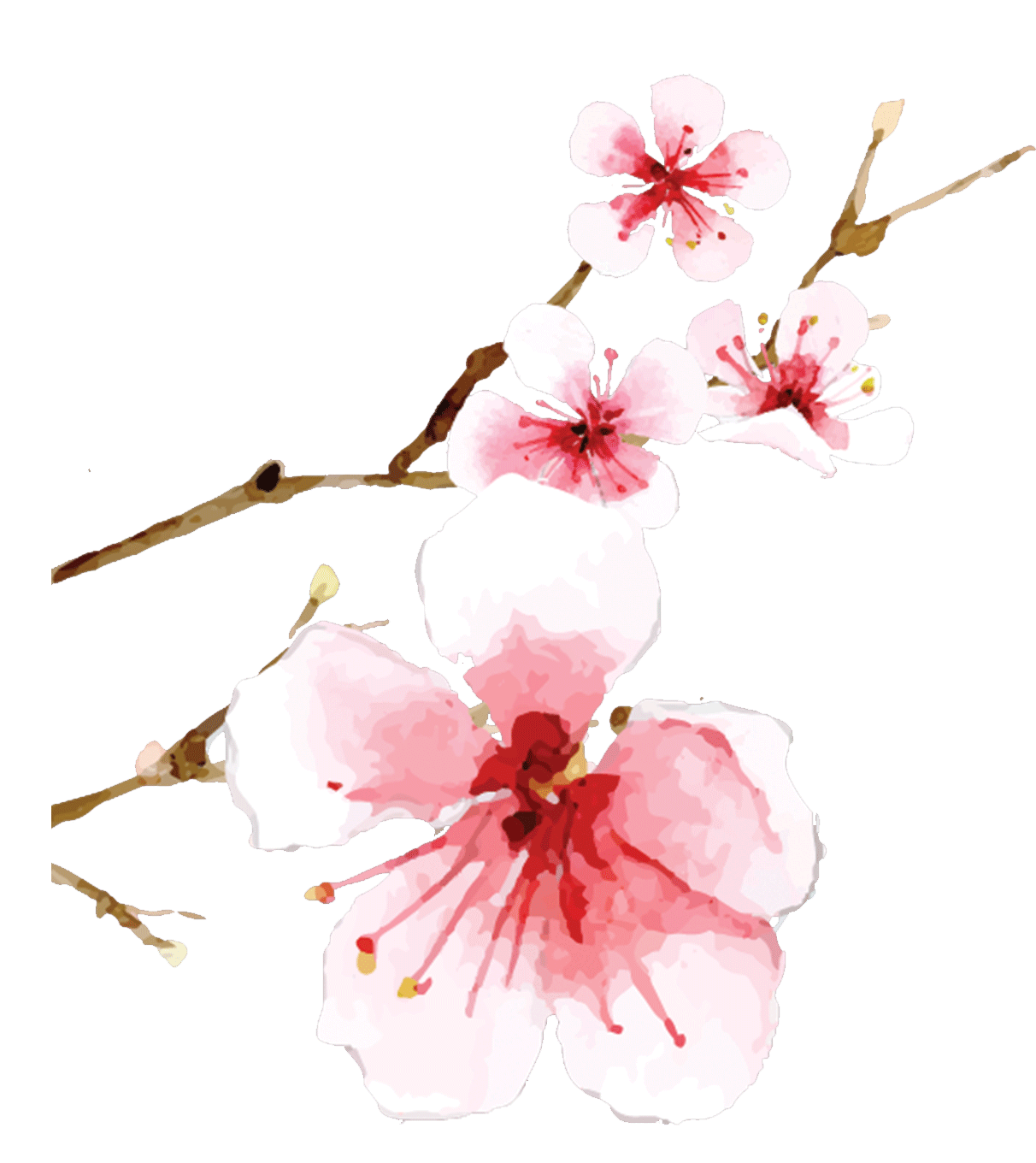 blossom