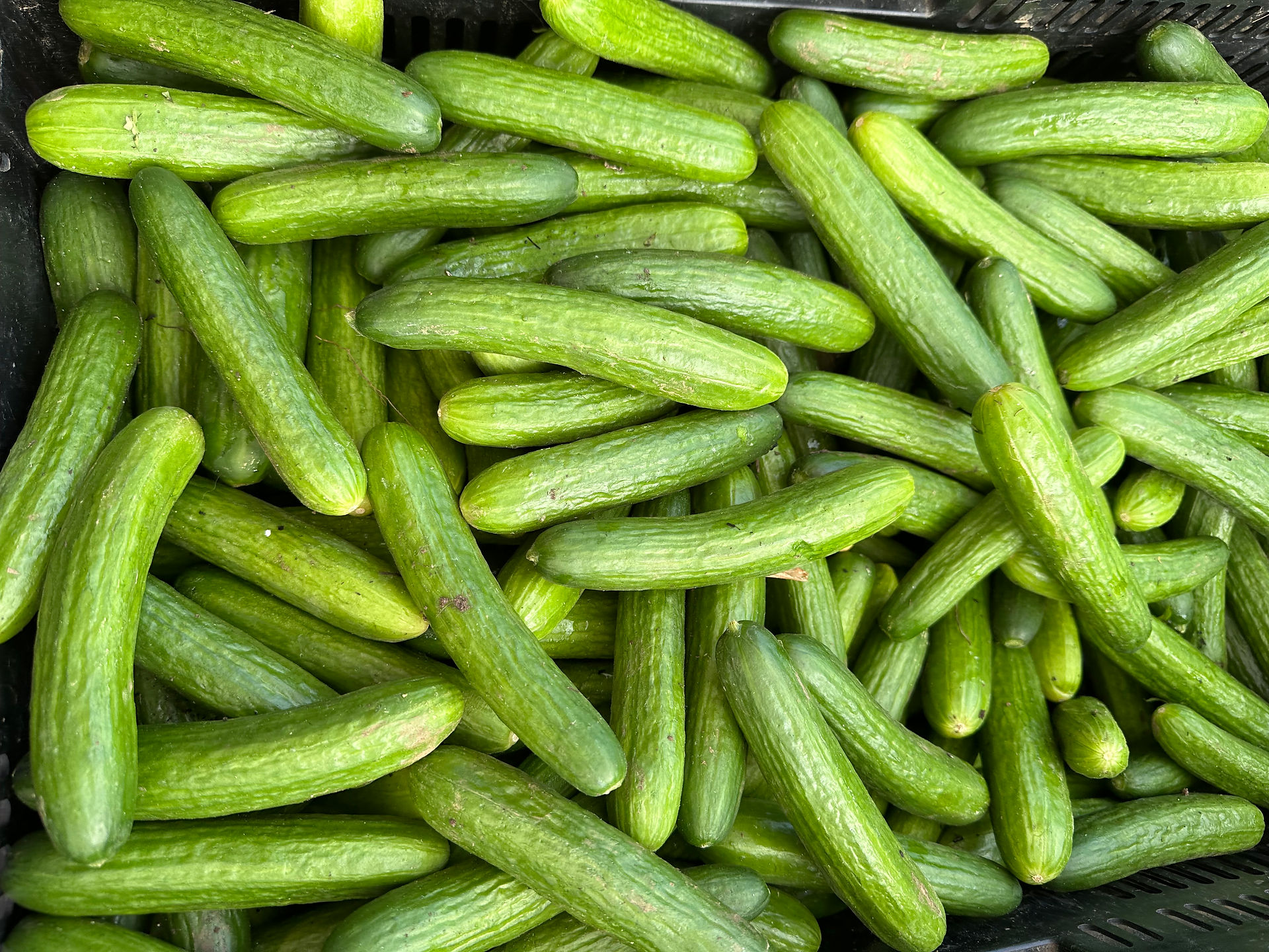 Pile of cucumbers