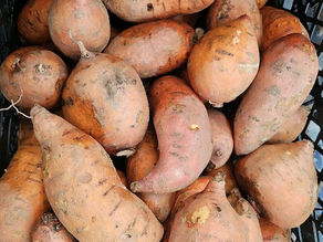 On-Farm Market 9/2, Winter Squash, Sweet Potatoes, Apples, Figs, and More!