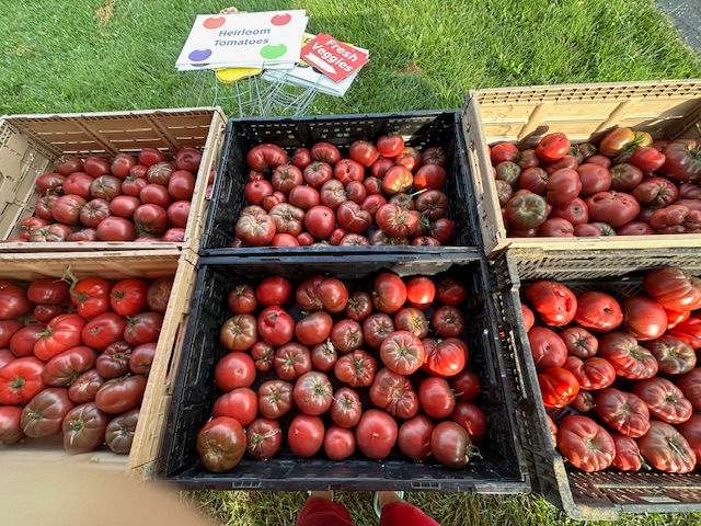 Heirloom and hybrid tomatoes
