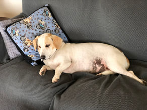 Crema, the farm dog, loves to lay her head on a pillow