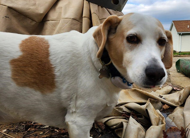 Crema, the farm dog, has a heart-shaped spot on her side