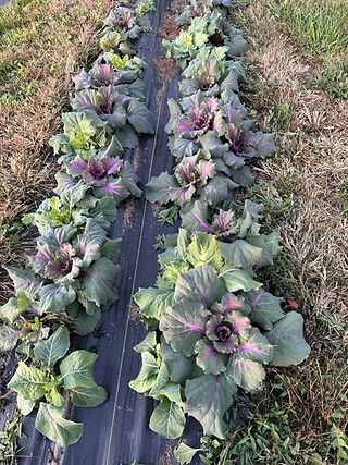 Post-Frost Cabbage in Field