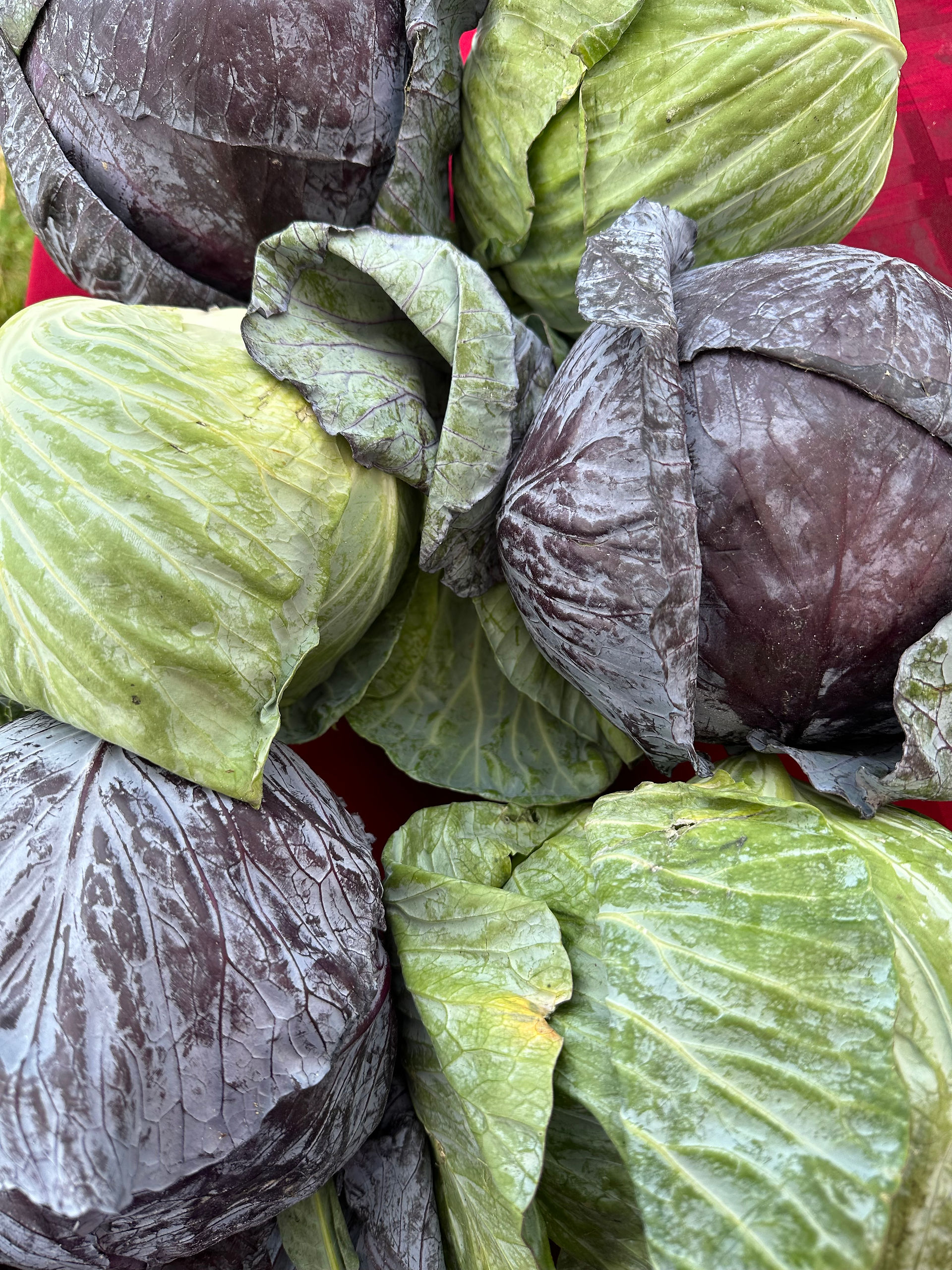 Red and green cabbage