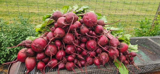 Freshly harvested red beets
