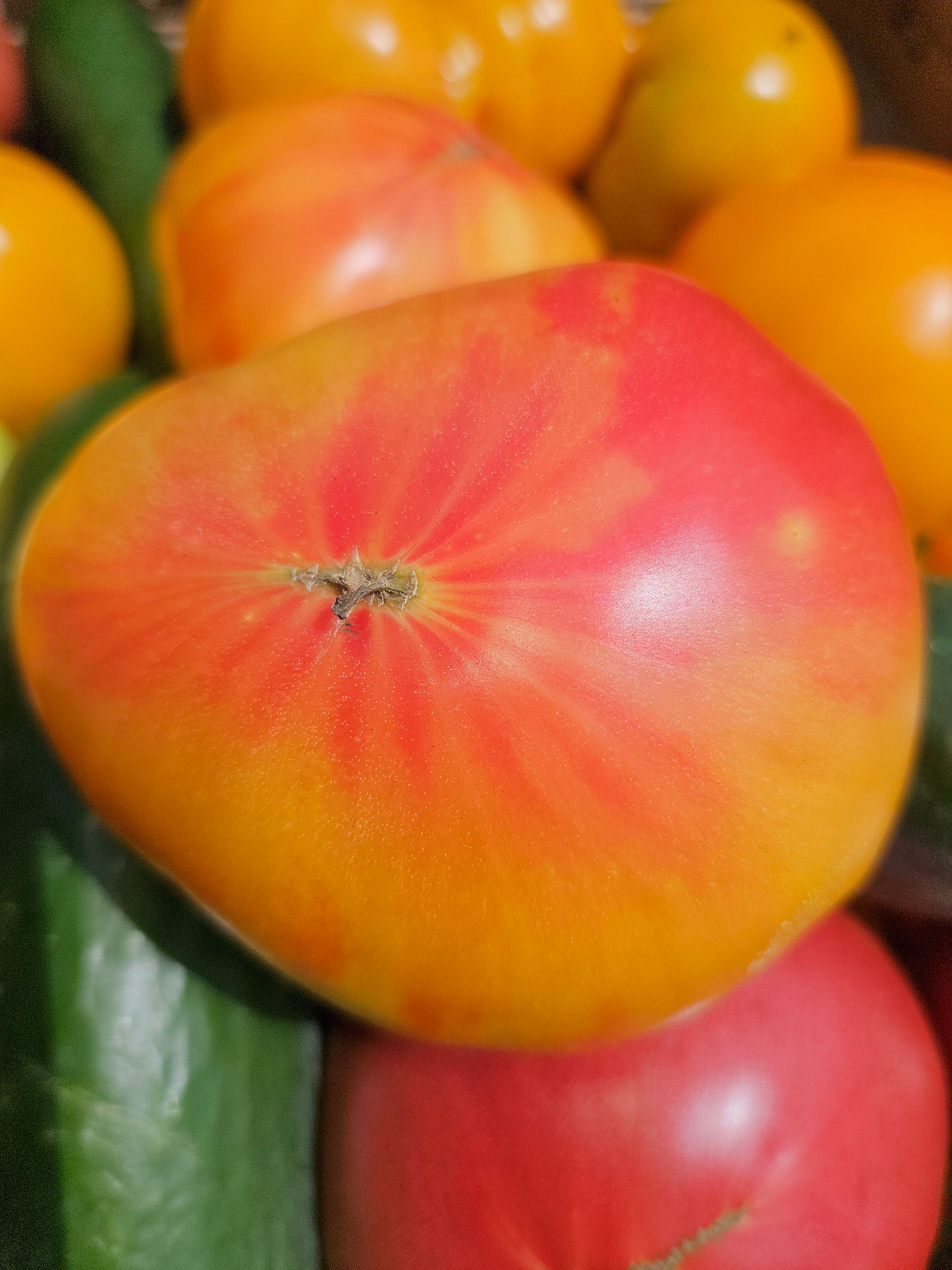 Bicolor Tomato