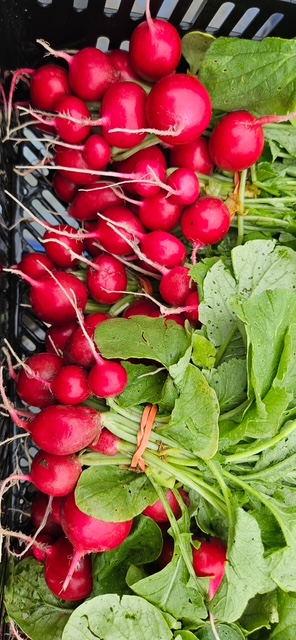 Freshly harvested radishes