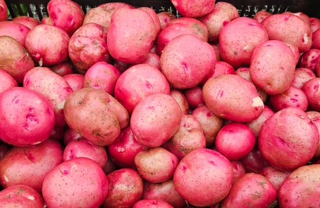 Freshly dug red potatoes