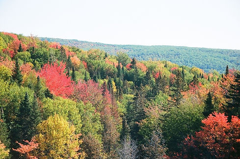 trees.jpg