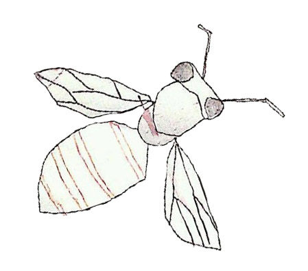 Abeille 7
