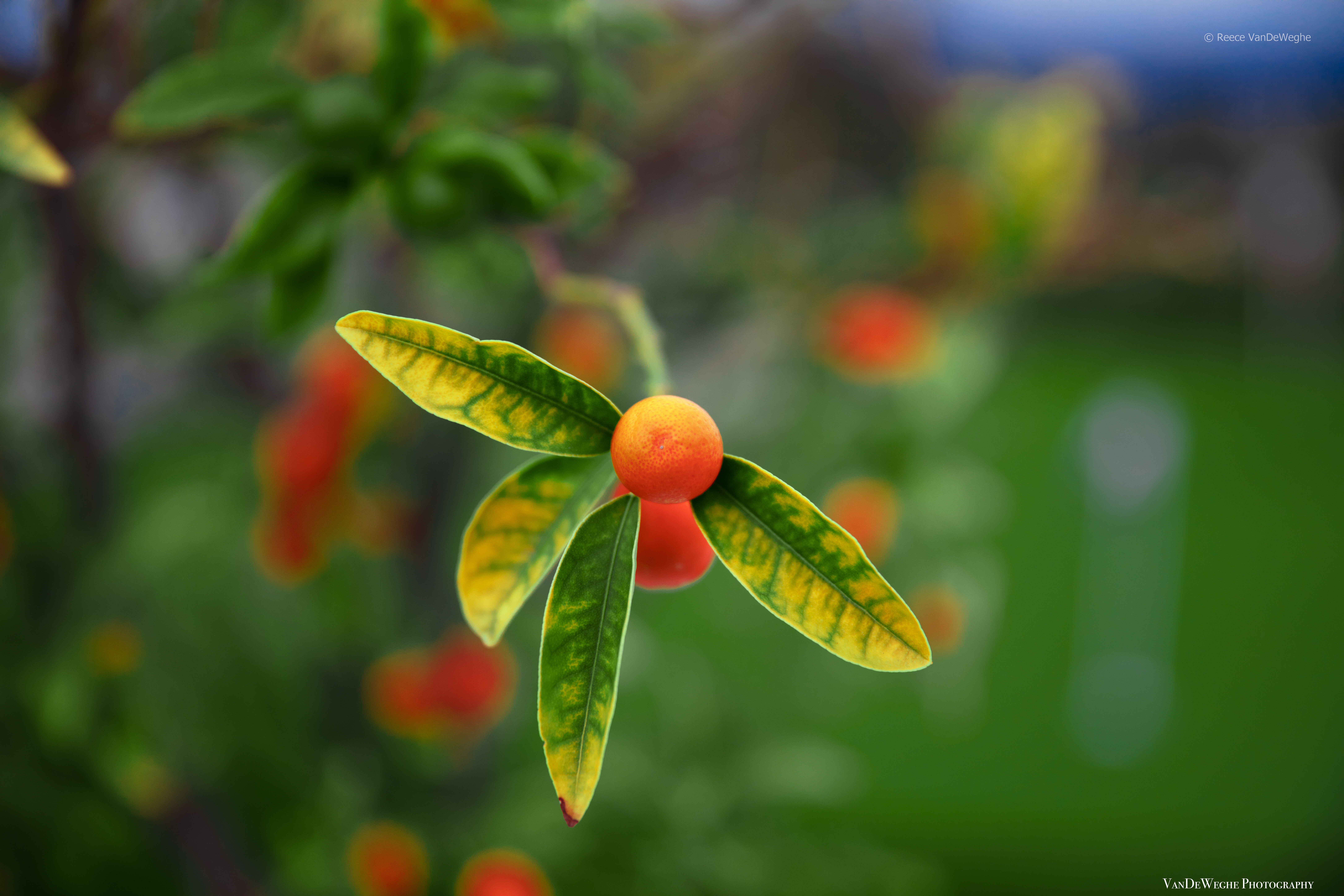 VanDeWeghePhotographyNature Gallery-16