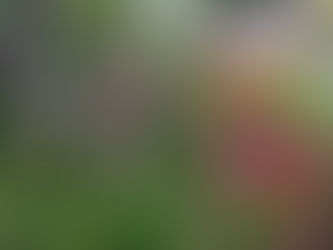 Sidmouth Secluded Gardens