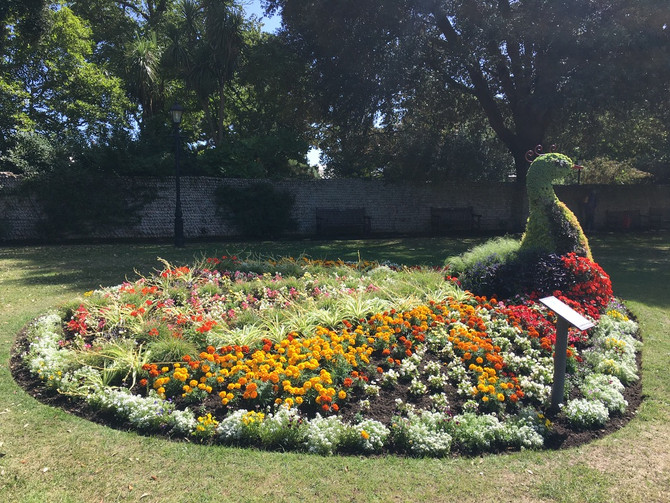 Fred the Peacock is back in Sidmouth