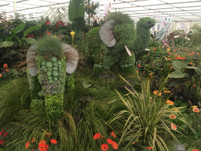SIDMOUTH WINS GOLD and BEST DISPLAY in the GREAT PAVILION AT CHELSEA