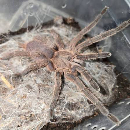 Chilobrachys huahini sling for sale in the UK