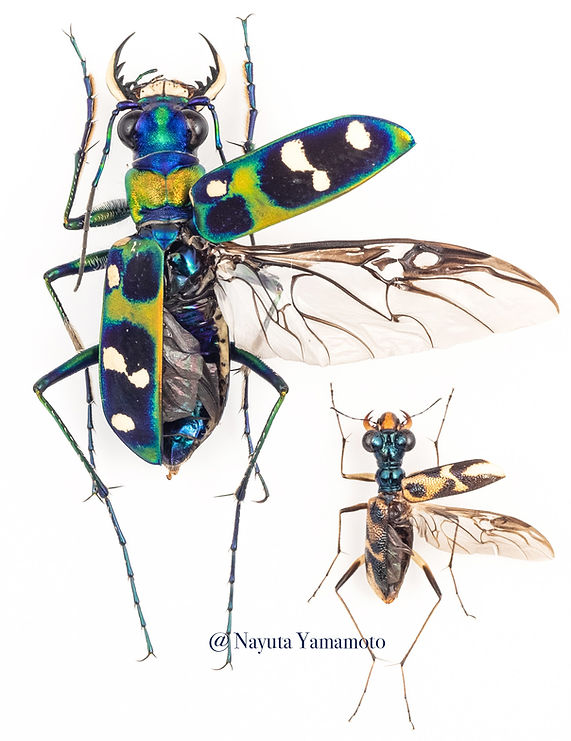 Tiger Beetles Of Japan にほんのハンミョウ