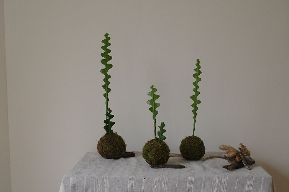 Thumbnail: KOKEDAMA COLLECTION