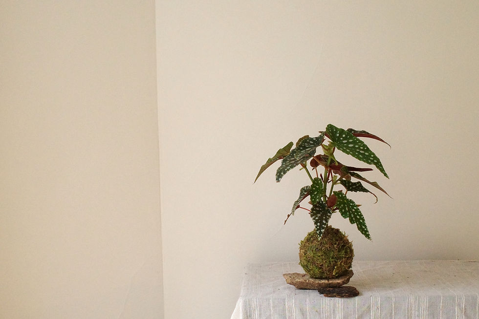 Thumbnail: KOKEDAMA COLLECTION