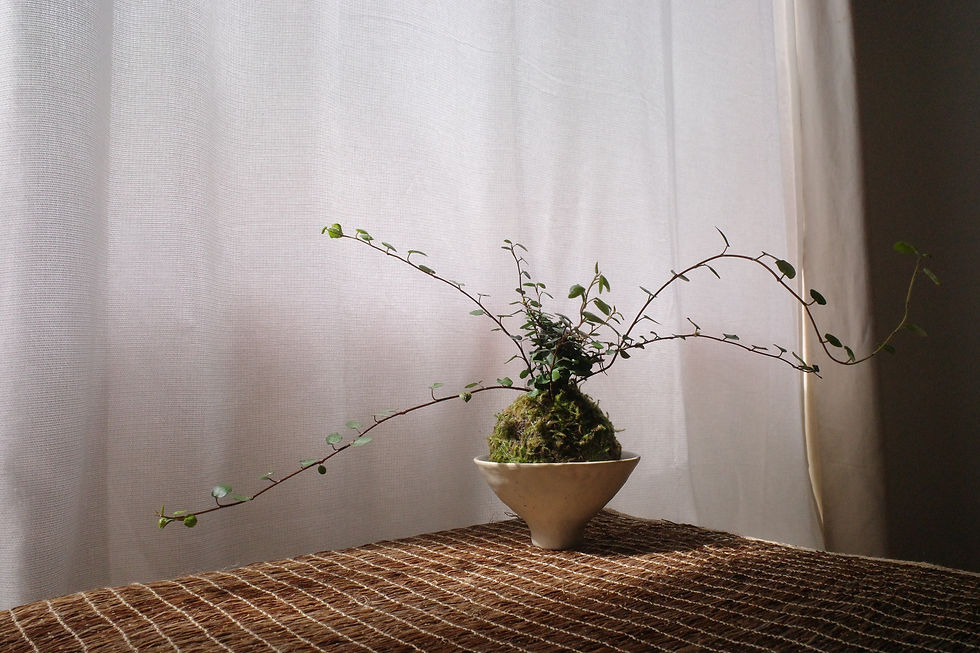 Thumbnail: KOKEDAMA COLLECTION