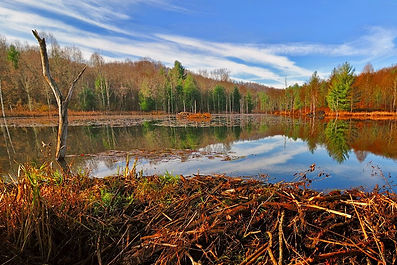 Beaver pond before