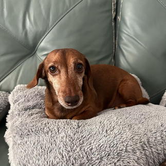 Copper the Dachshund on a pillow
