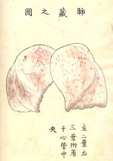 Japanese woodcut illustration of a pair of lungs with written characters.