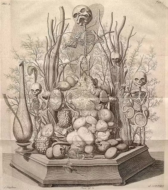 Black and white illustration of fetus bones and human organs arranged in a decorative display.