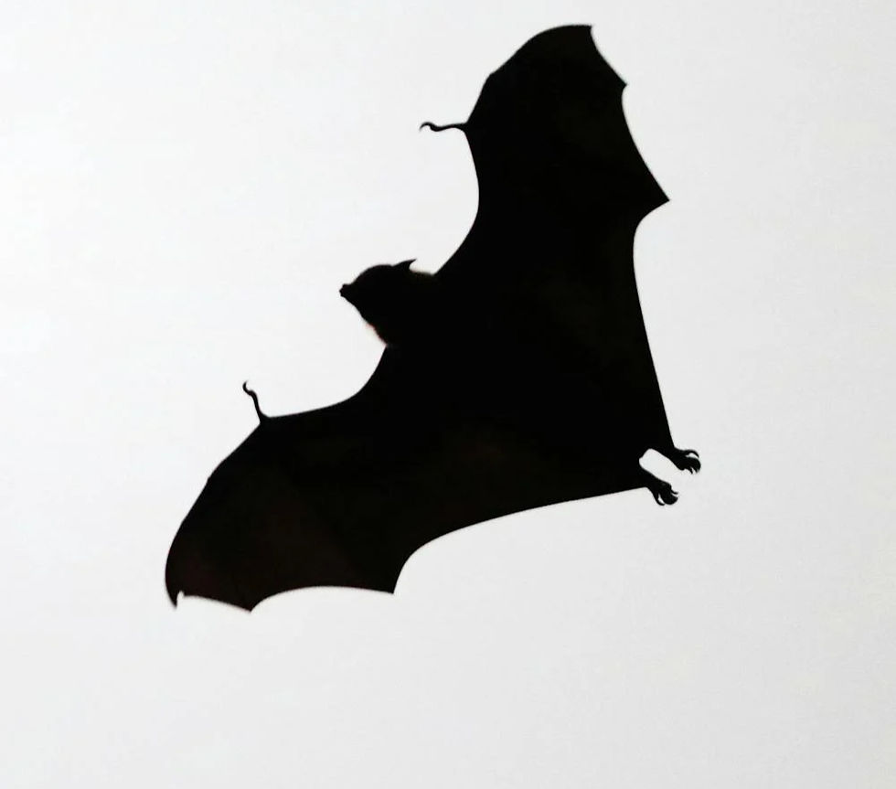 a black bat flying on a white background