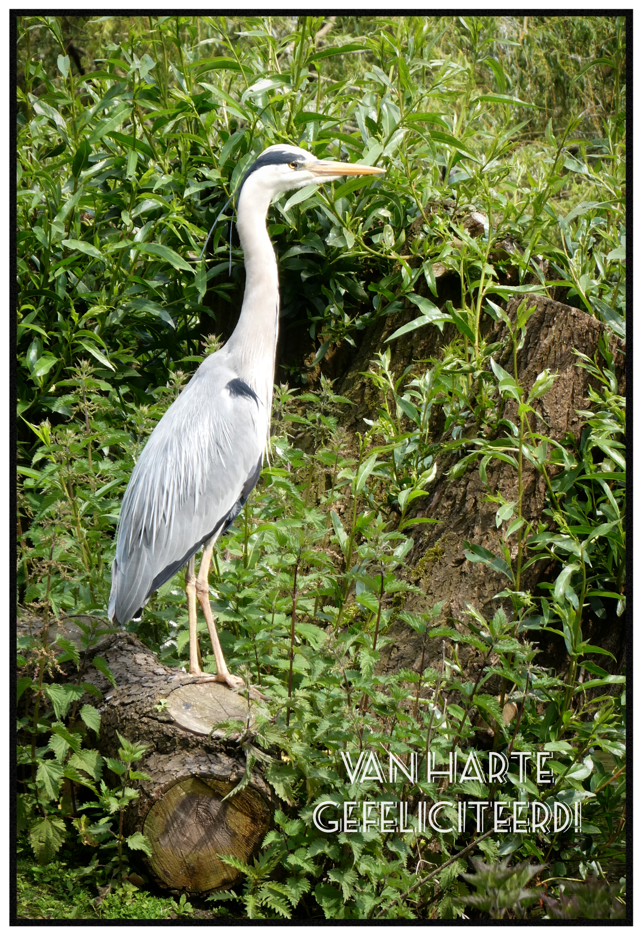Fotokaart Gefeliciteerd 