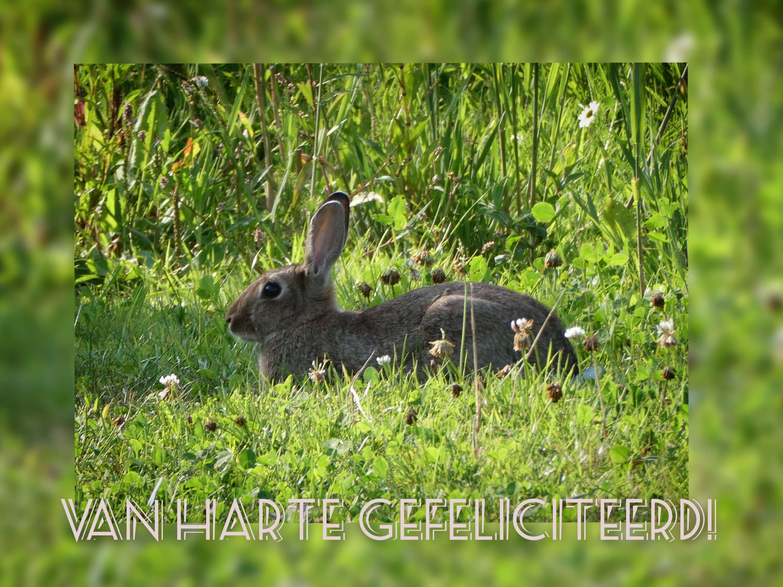 Fotokaart Gefeliciteerd 