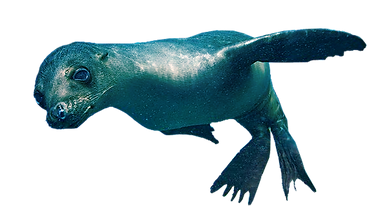Swimming with sealions - Galápagos